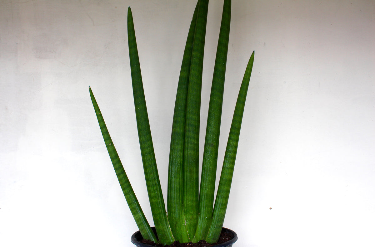 sansevieria stekken Sansevieria 'Mohawk' – Solabee Flowers & Botanicals