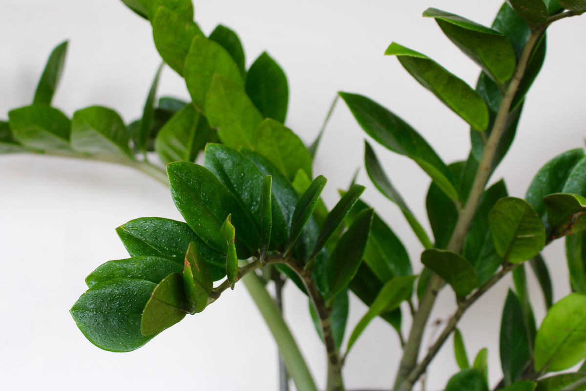 Zamioculcas zamiifolia 'ZZ Plant' – Solabee Flowers & Botanicals