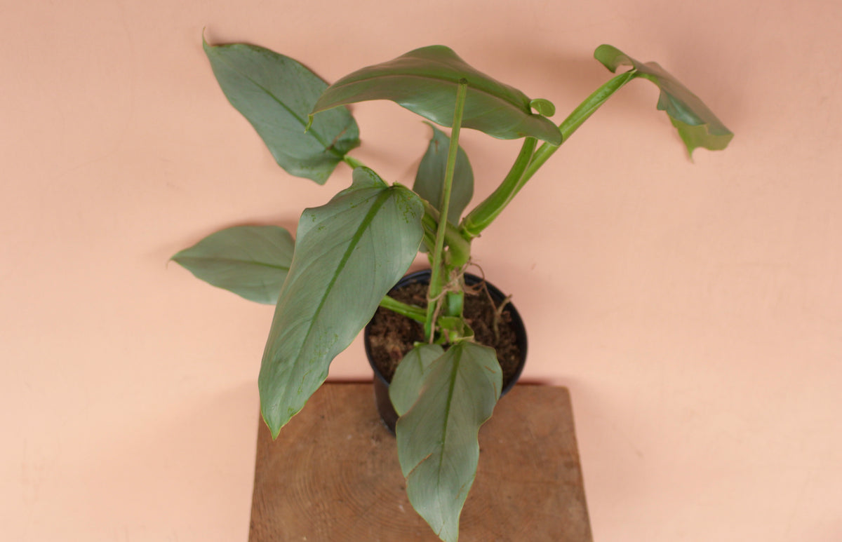 Philodendron Hastatum | Silver Sword | 4