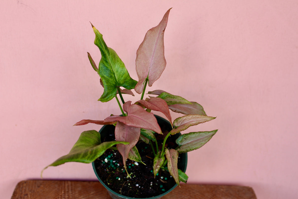 pink pothos Syngonium podophyllum 'Mickey'