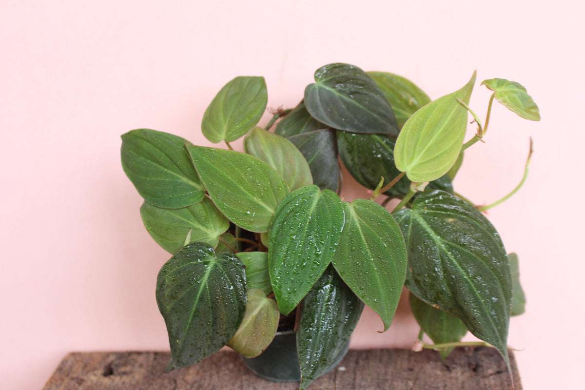 Philodendron 'Micans' – Solabee Flowers & Botanicals