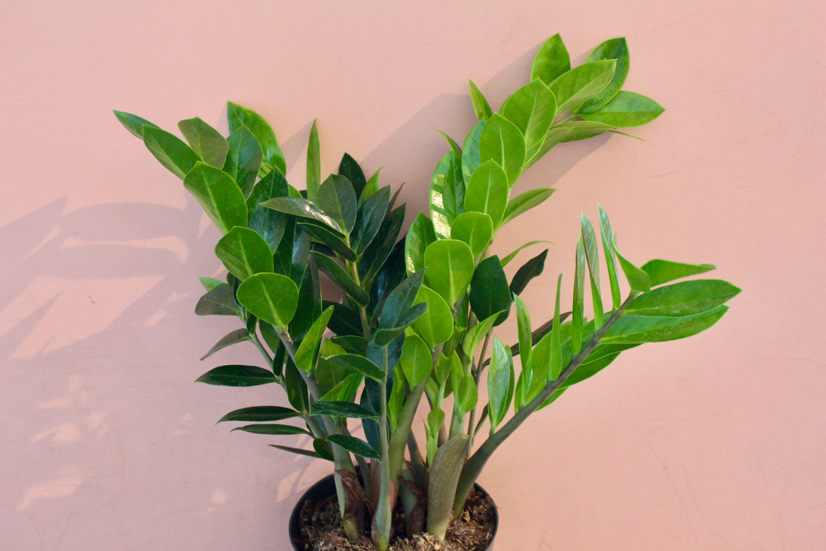 delray plants zz plant zamioculcas zamiifolia 中文 Zamioculcas zamiifolia 'ZZ Plant'