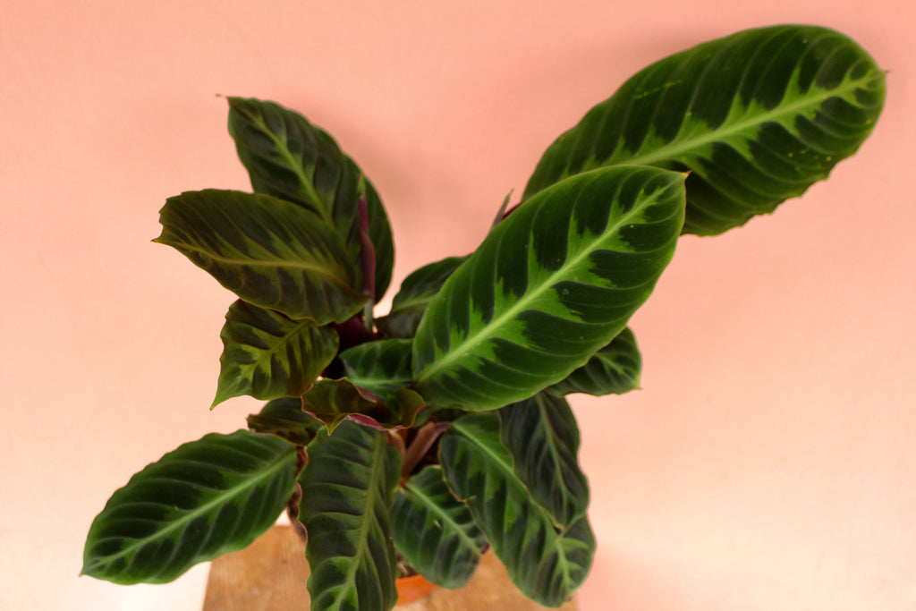 Calathea warscewiczii