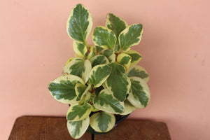 Peperomia obtipan 'Citrus Twist'