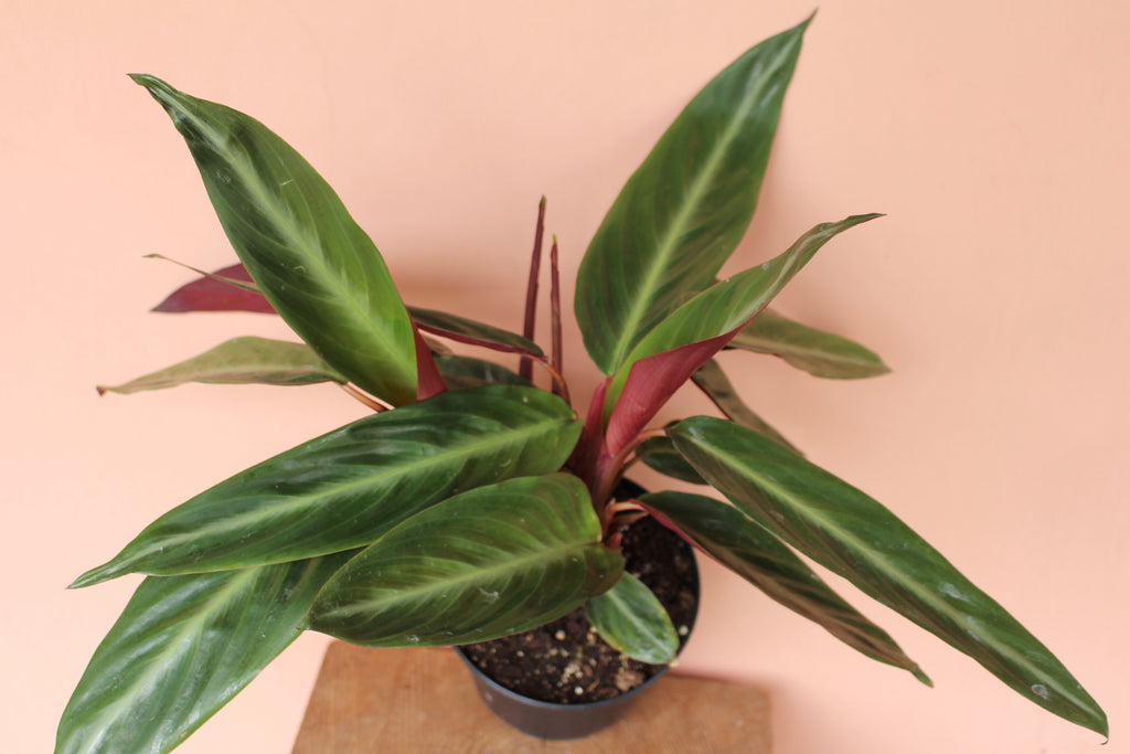 Stromanthe 'Sanguinea'