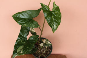 Syngonium podophyllum 'Albo-Variegata'