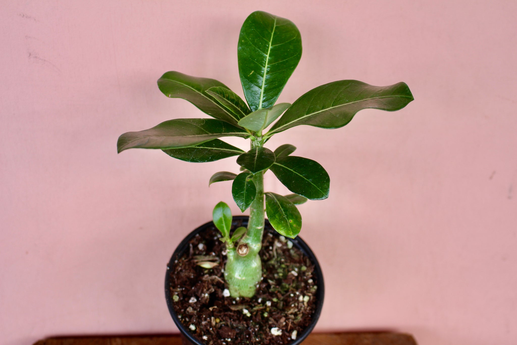 Adenium obesum – Solabee Flowers & Botanicals
