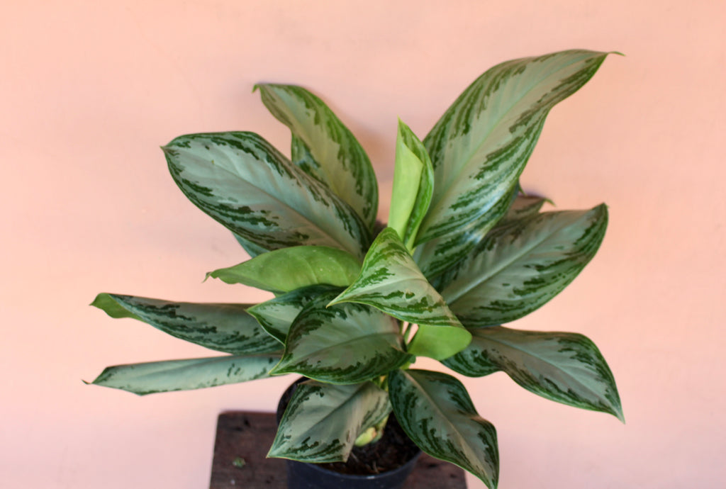 Aglaonema 'Silver Bay' <br> <br>