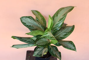 Aglaonema 'Silver Bay'