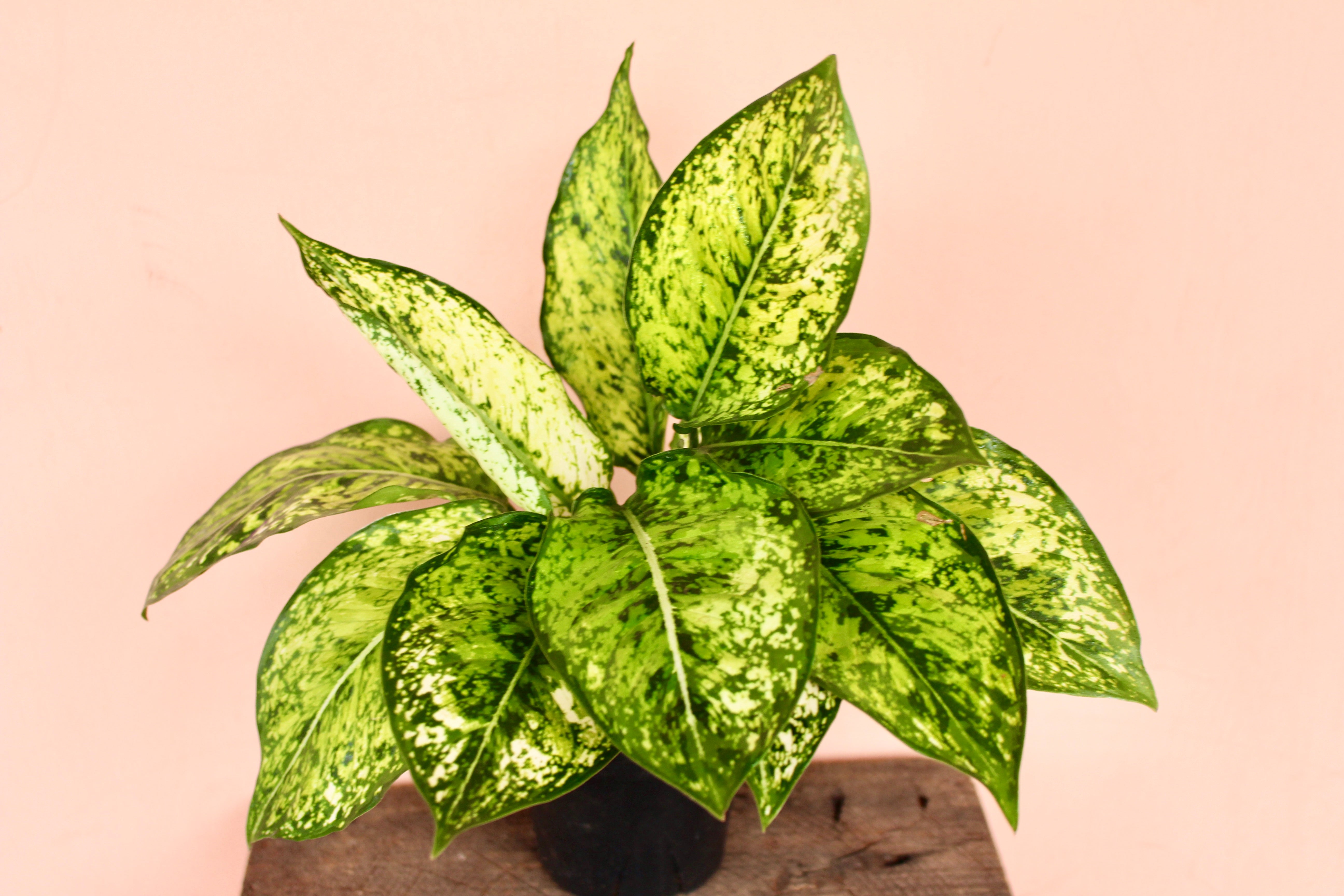 aglaonema wintry winehouse care Aglaonema 'Wintery Winehouse' – Solabee Flowers & Botanicals