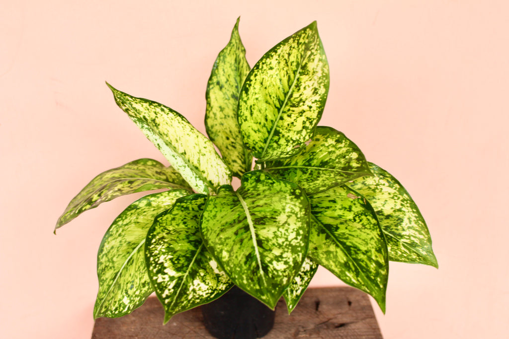 Aglaonema 'Wintery Winehouse'