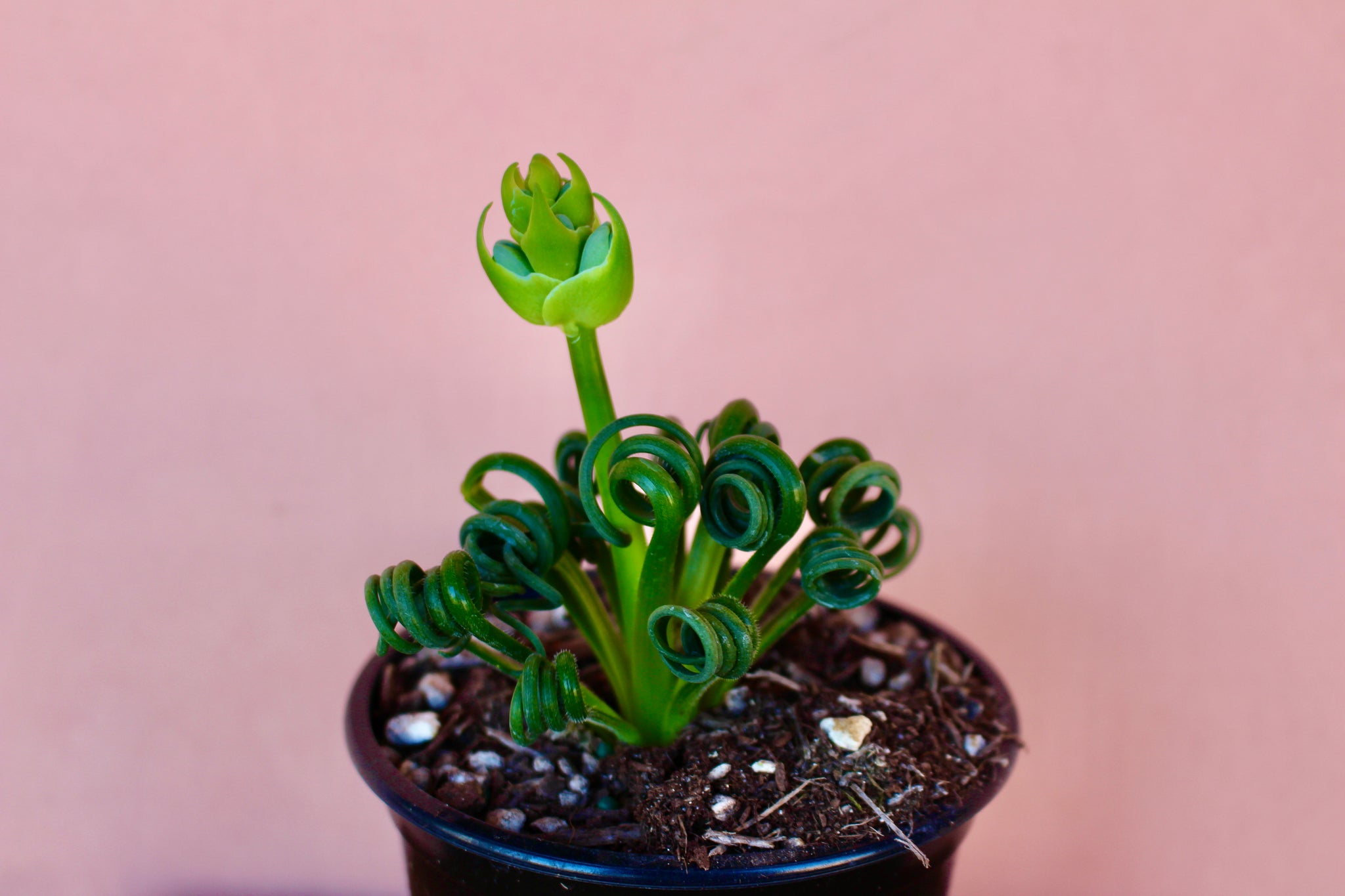 succulent frizzle sizzle Albuca spiralis 'Frizzle Sizzle' – Solabee Flowers & Botanicals