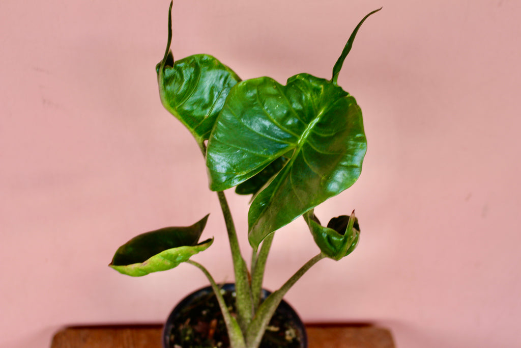 Alocasia 'Stingray' <br> <br>