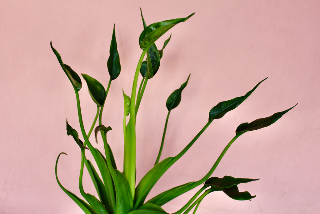 Alocasia 'Tiny Dancer'