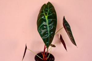 Alocasia watsoniana