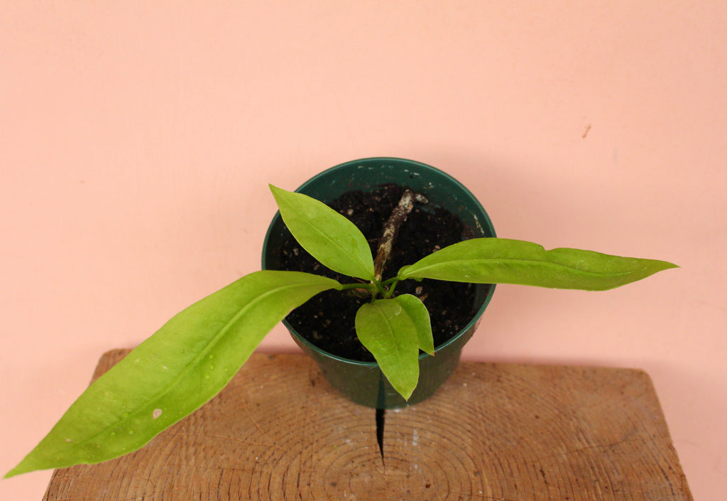 Anthurium gracile