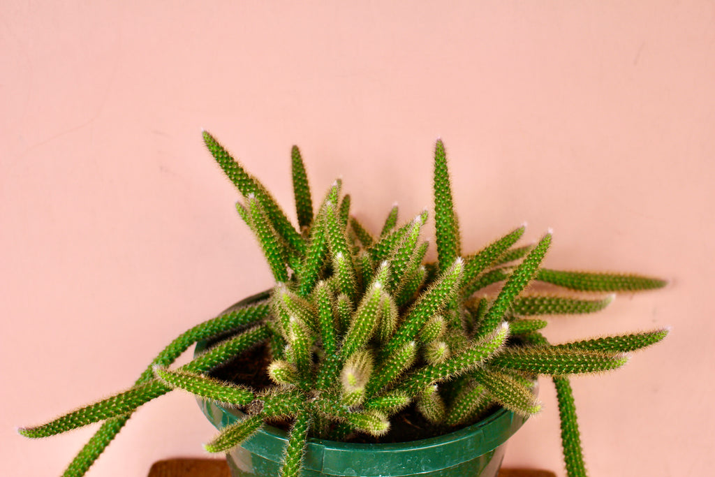 Aporocactus flagelliformis