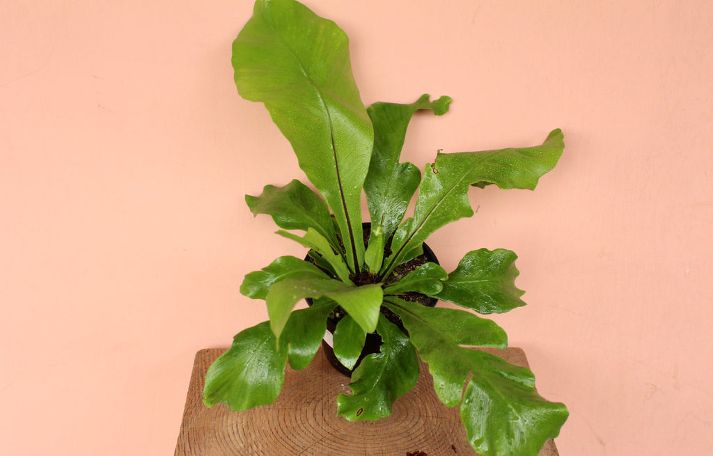 Asplenium nidus 'Bird's Nest Fern'
