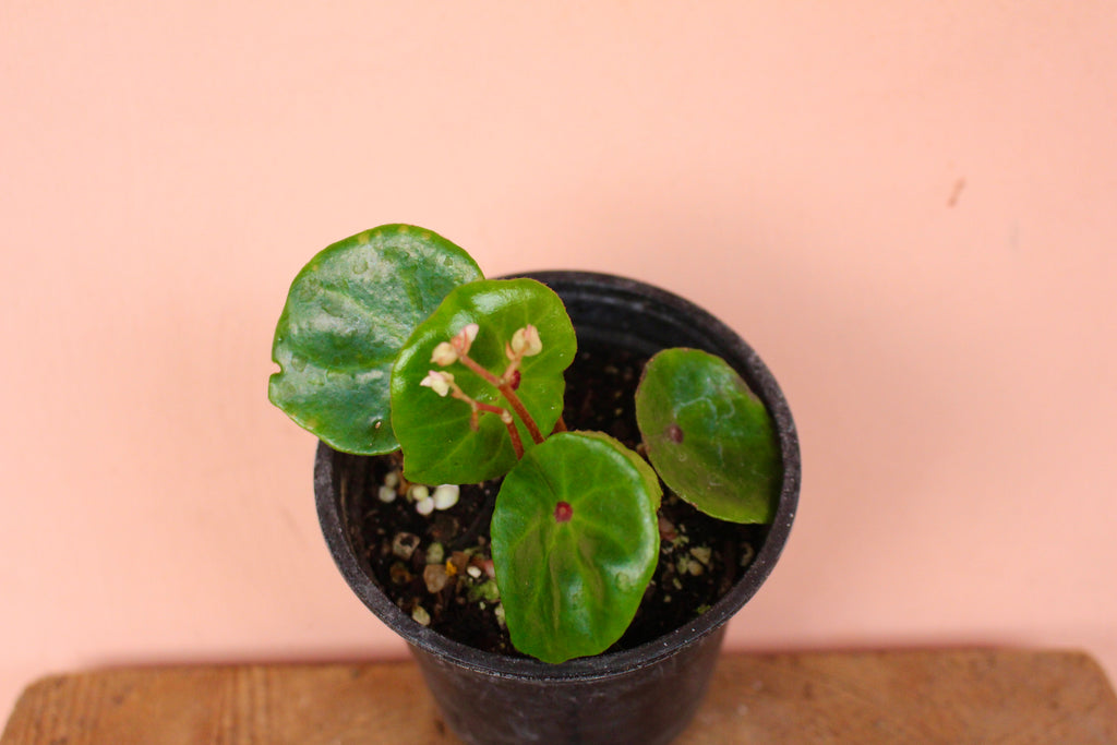 Begonia Conchifolia