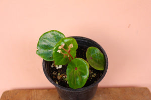 Begonia Conchifolia