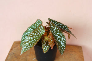 Begonia 'Medora'