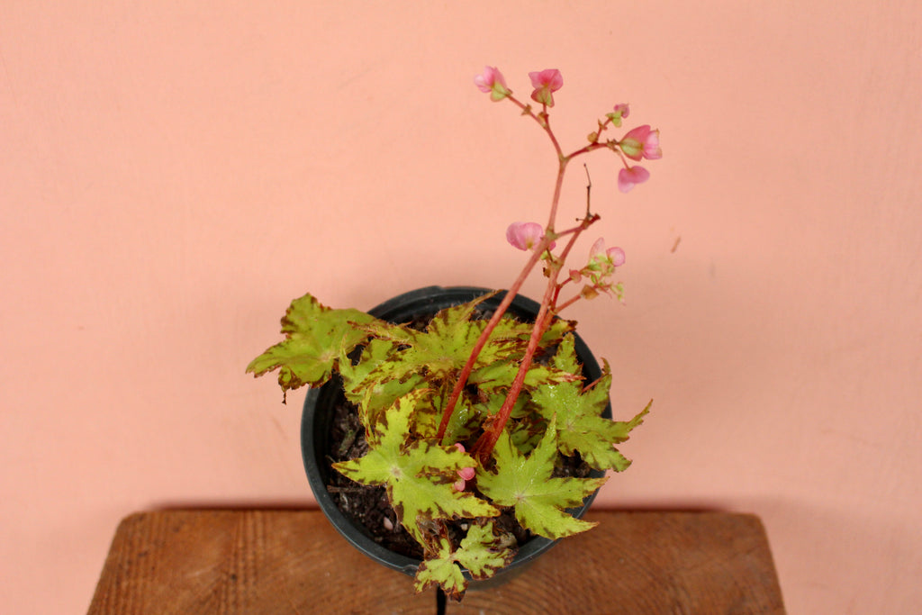 Begonia 'Phoe's Cleo'