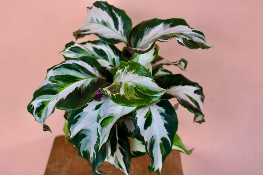 Calathea 'Stella'