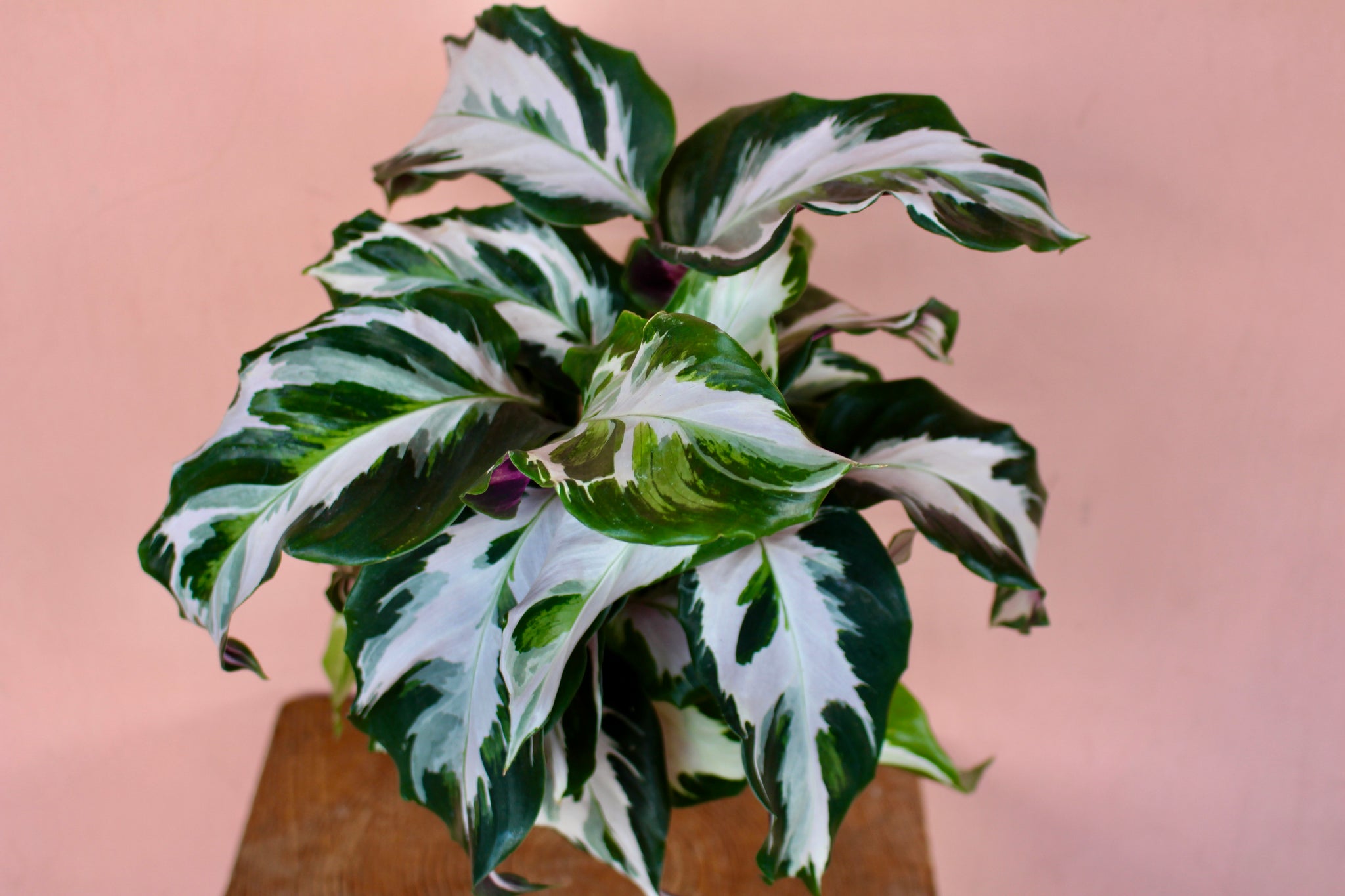 Calathea 'Stella'