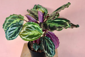 Calathea roseopicta 'Medallion'