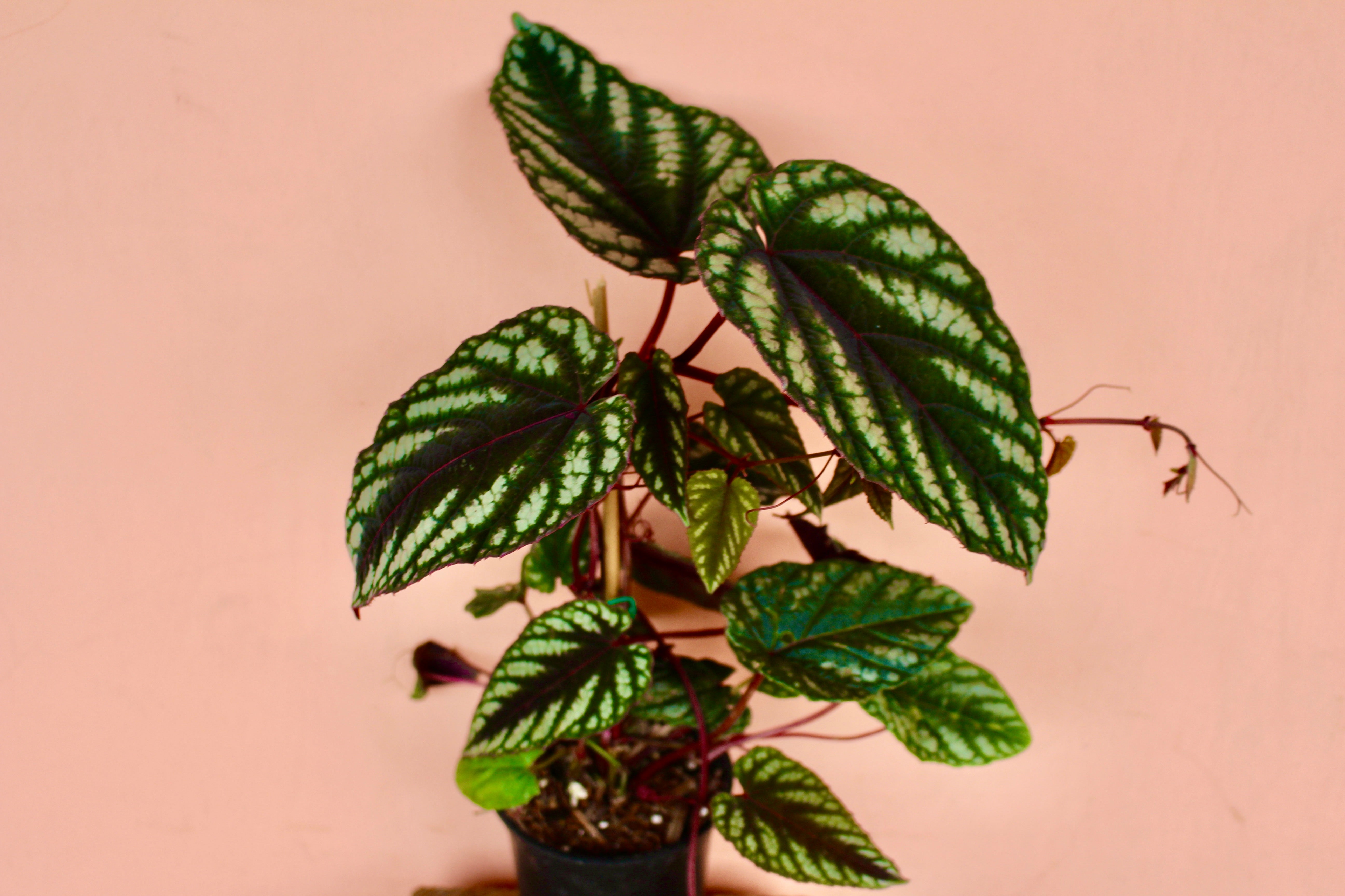 Cissus discolor