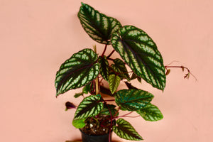 Cissus discolor
