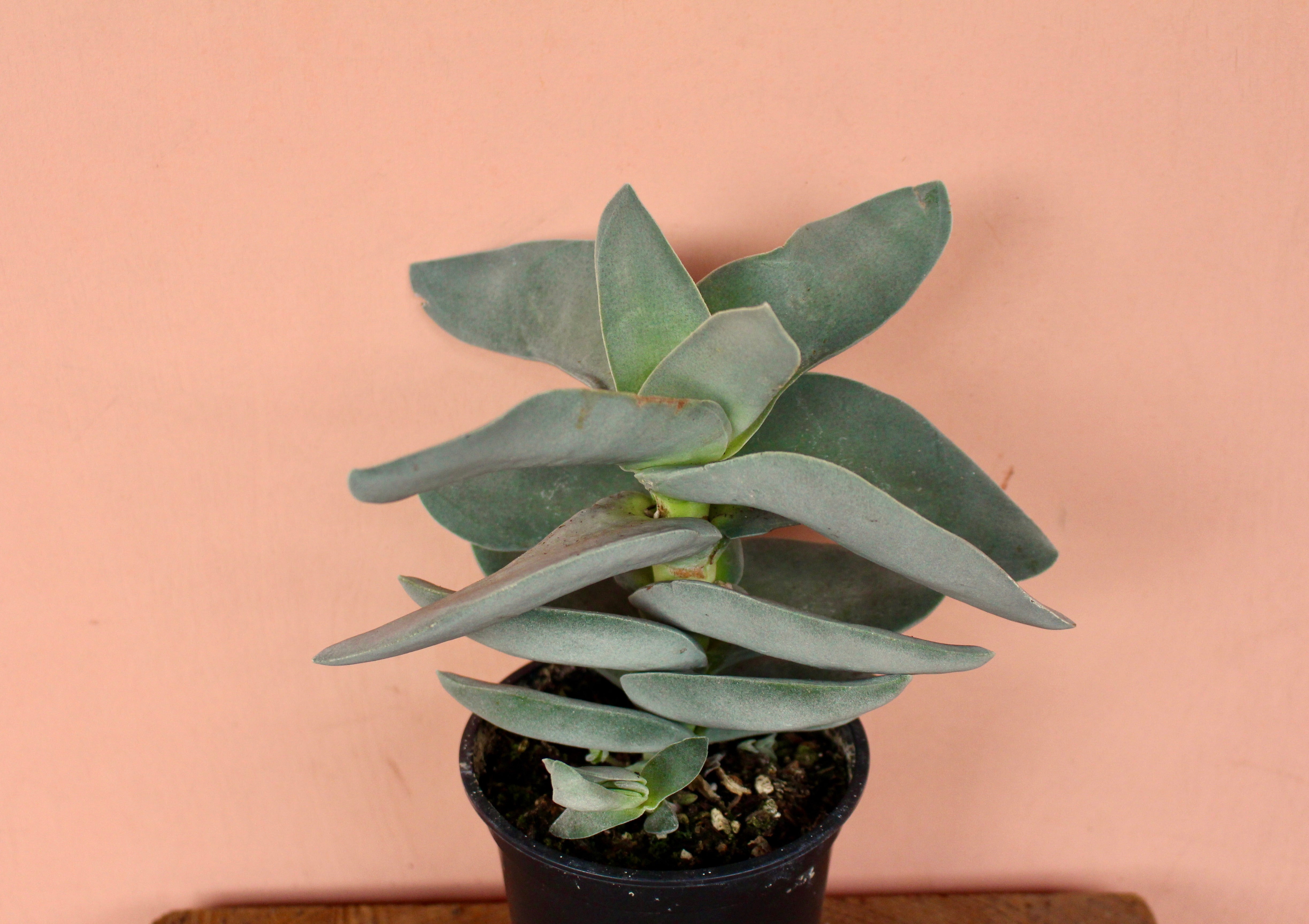 crassula falcata succulent Crassula Falcata 'Propeller' – Solabee Flowers & Botanicals