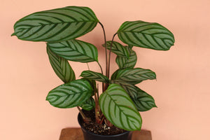 Ctenanthe 'setosa'