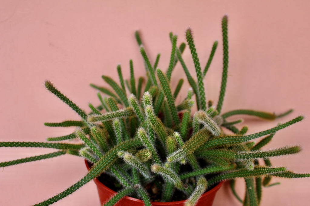 Disocactus 'Rat Tail Cactus'