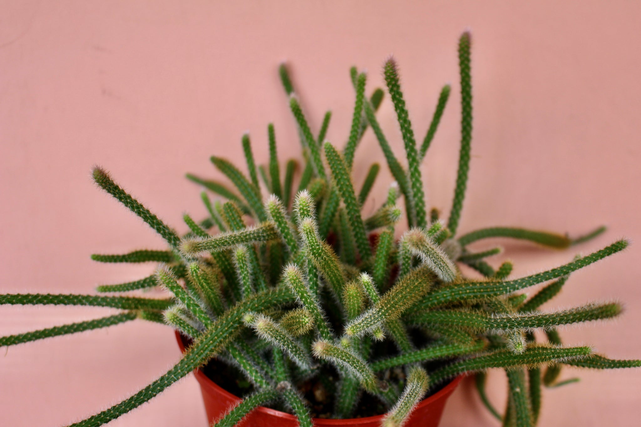 Disocactus 'Rat Tail Cactus'  Solabee Flowers & Botanicals
