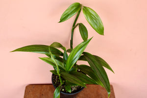 Epipremnum amplissimum