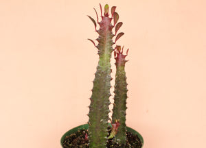 Euphorbia Trigona Red