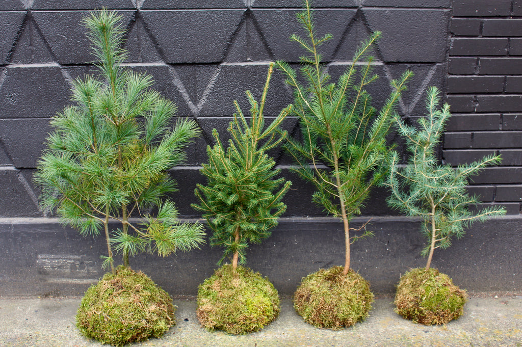 Kokedama tree <br>  <br>