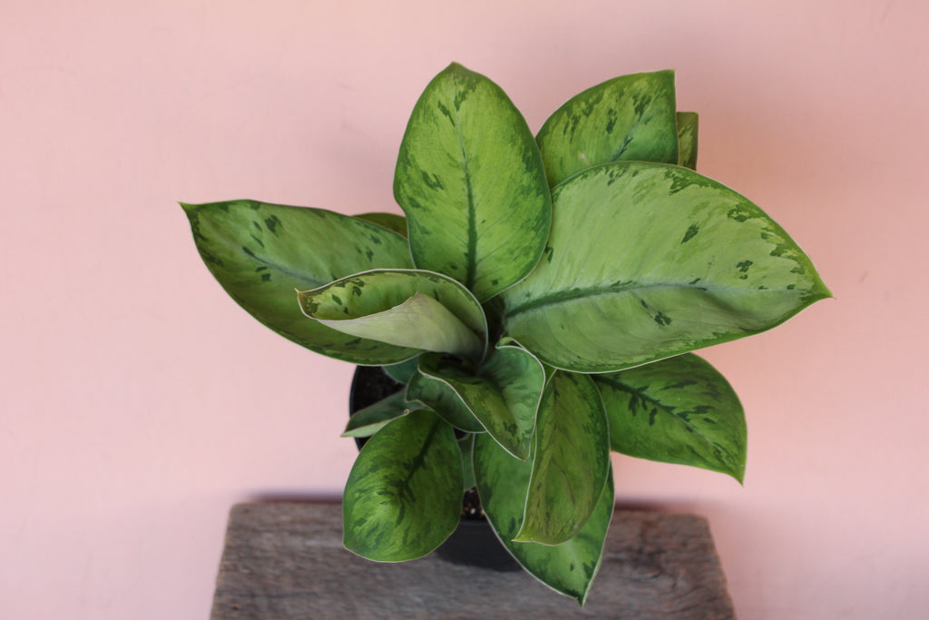 Homalomena 'Camouflage'