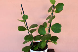 Hoya kerrii