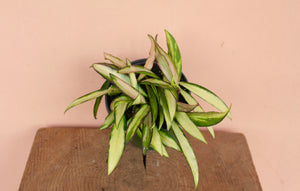 Hoya wayetii 'Variegata'