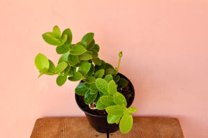 Hoya cumingiana