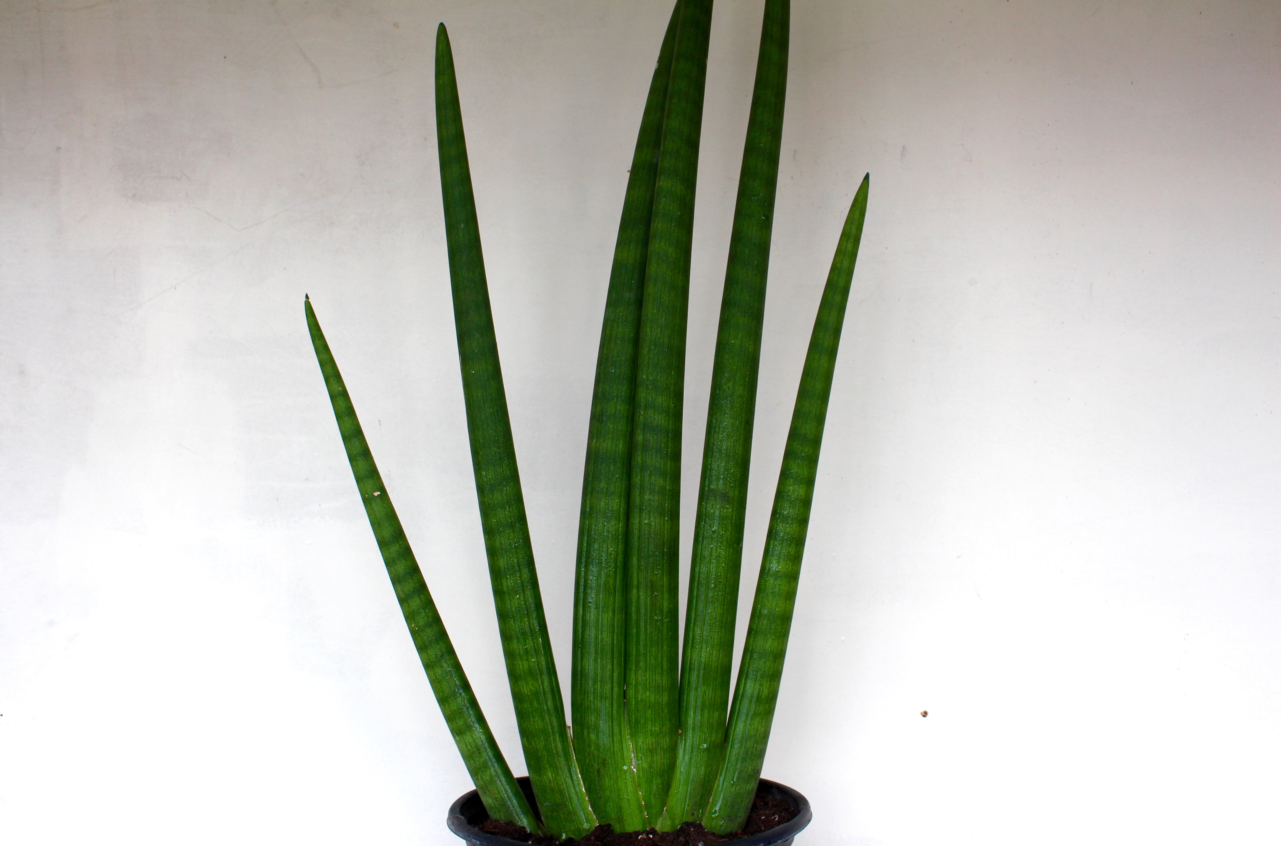 mojave sansevieria Sansevieria 'Mohawk' – Solabee Flowers & Botanicals