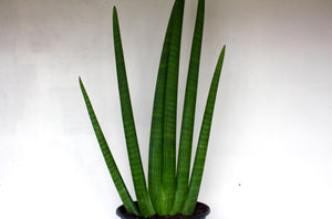 Sansevieria 'Mohawk'