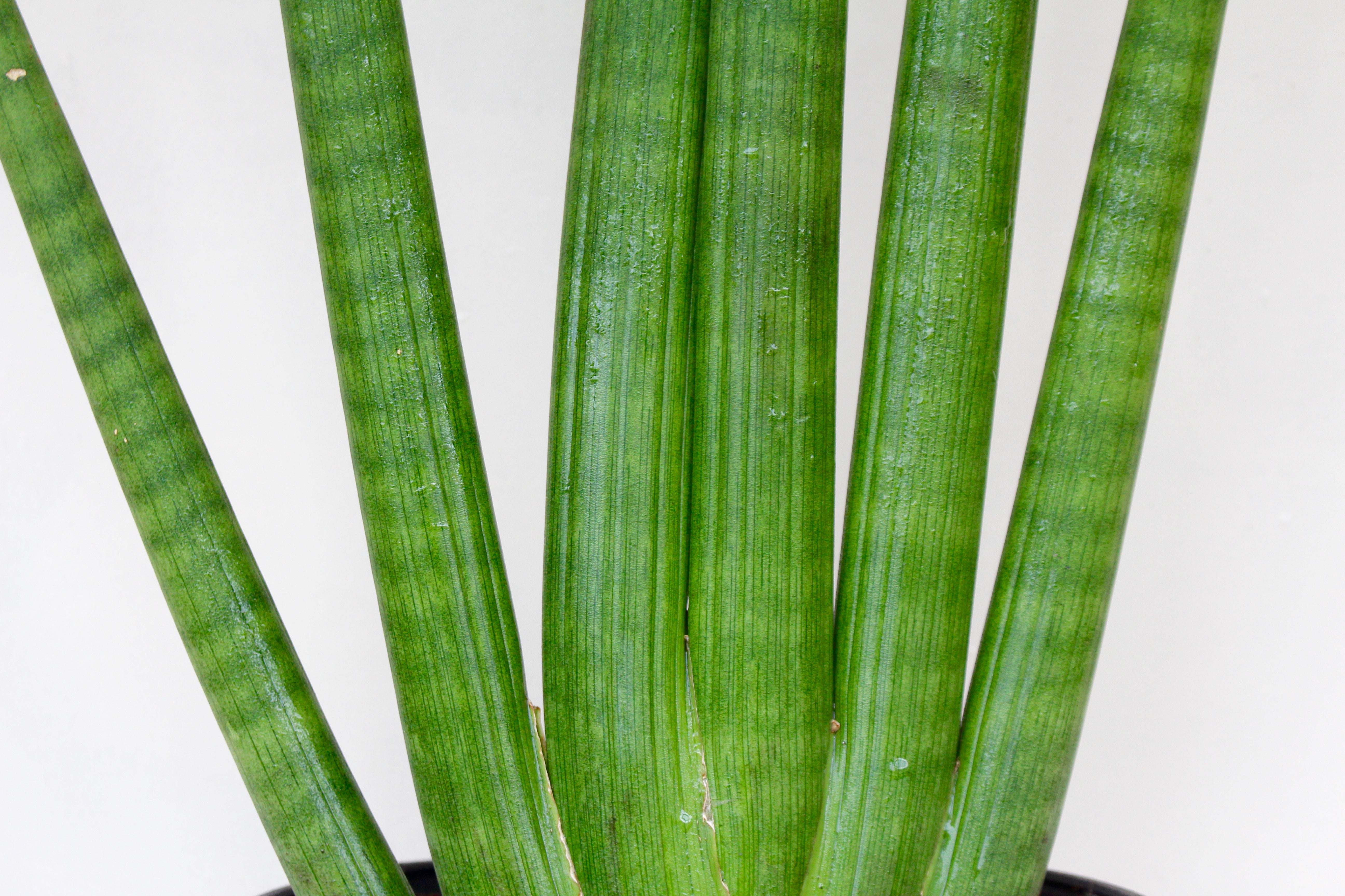 mohawk succulent Sansevieria 'Mohawk' – Solabee Flowers & Botanicals