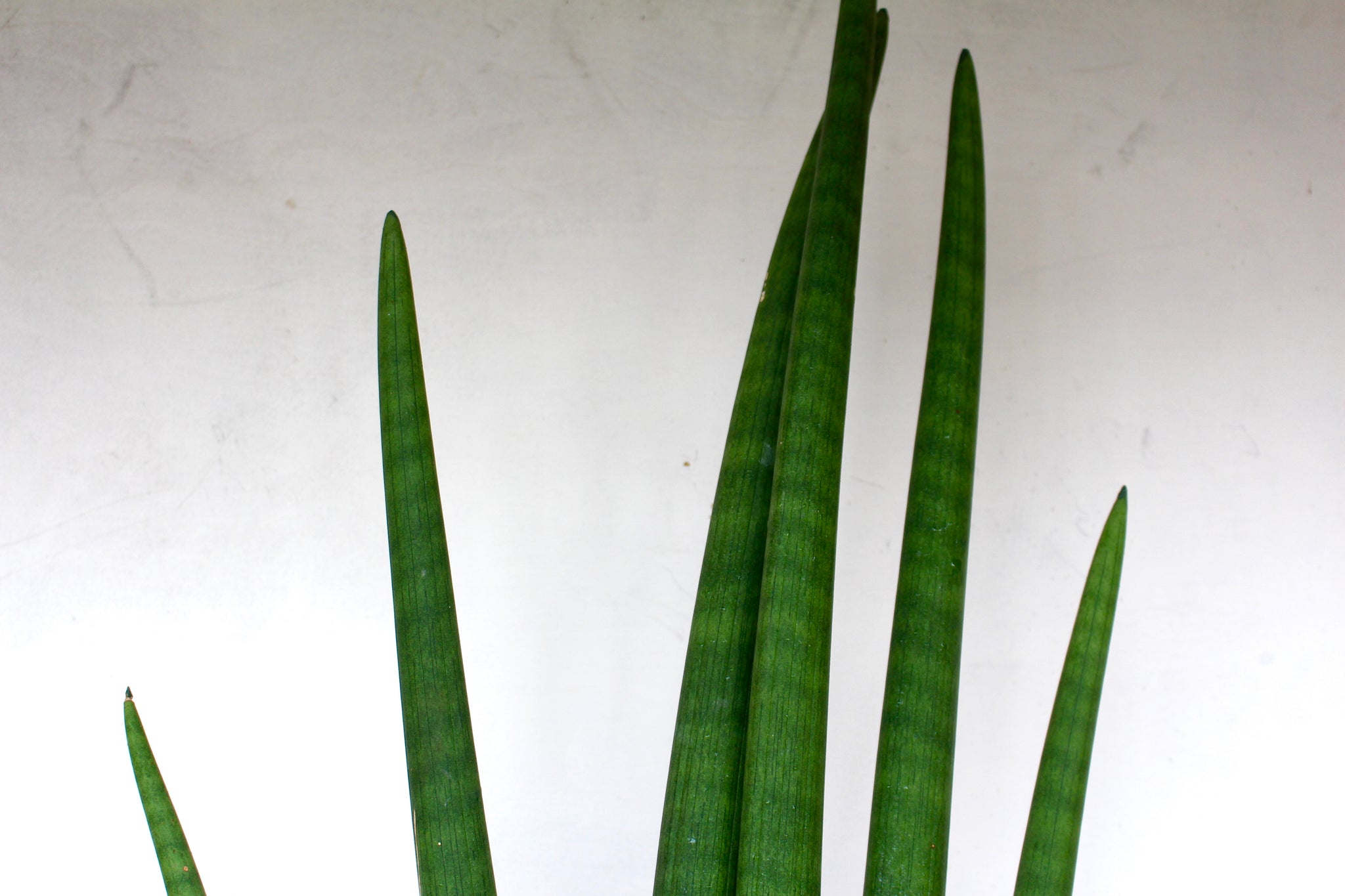 sansevieria amarillenta Sansevieria 'Mohawk' – Solabee Flowers & Botanicals