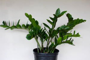Zamioculcas zamiifolia 'ZZ Plant'
