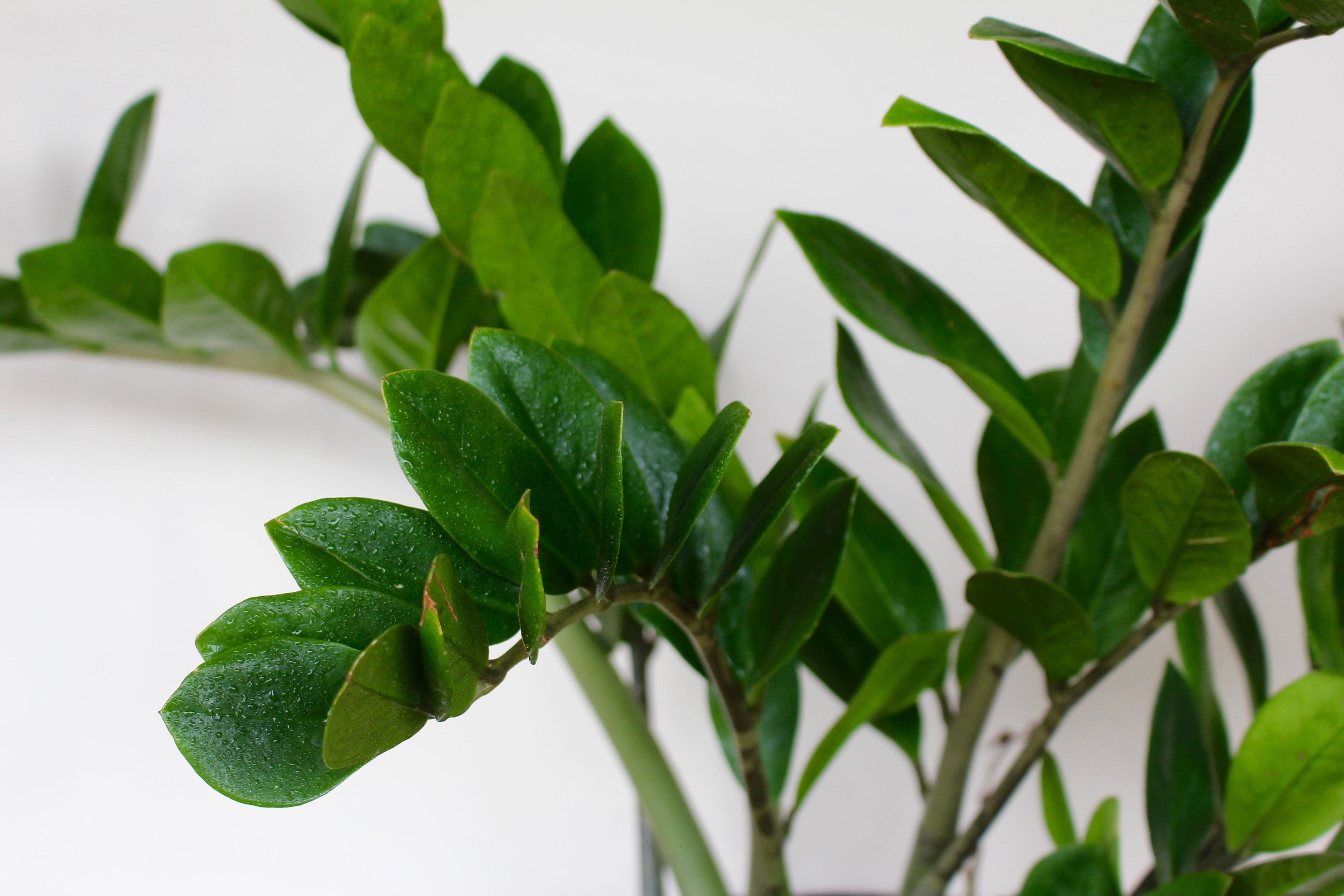 siesta zz plant Zamioculcas zamiifolia (House Plant)