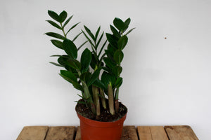 Zamioculcas zamiifolia 'ZZ Plant'