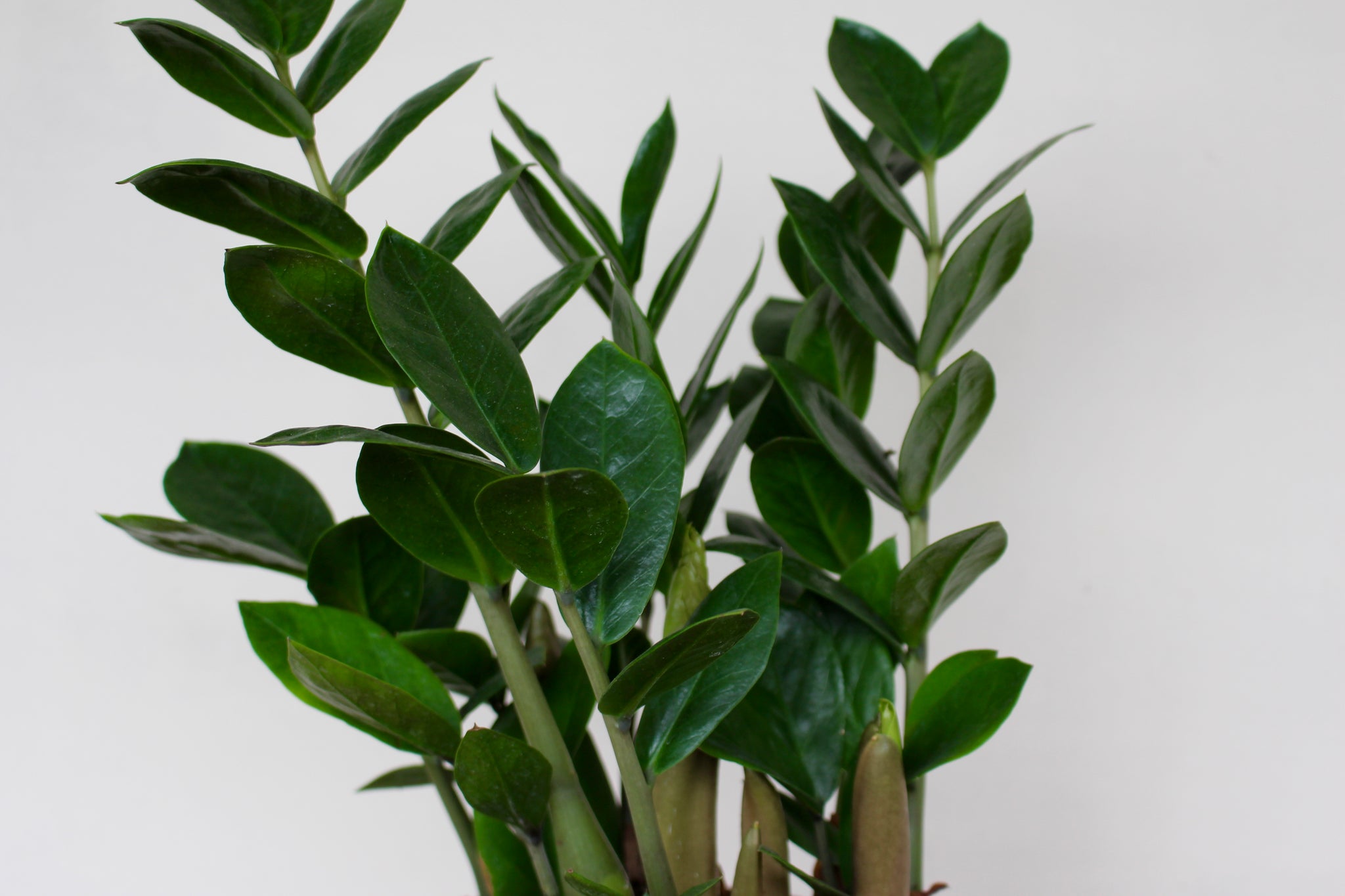 delray plants zz plant zamioculcas zamiifolia 中文 Zamioculcas zamiifolia 'ZZ Plant' – Solabee Flowers & Botanicals